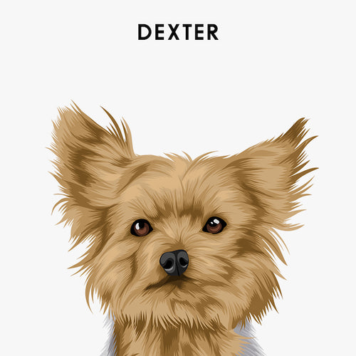 Modern Pet Portraits