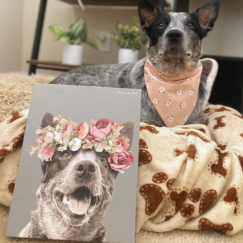 collection-meta-image