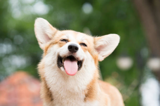 High-Quality Pet and Animal Pictures For Your Beloved Pets