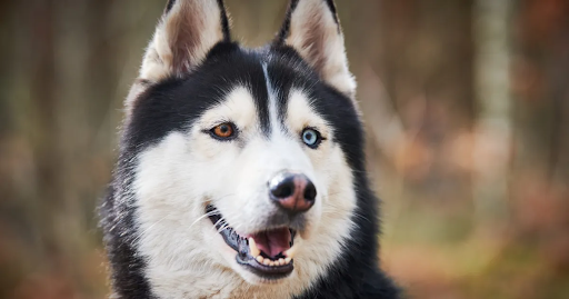Where to Buy a Realistic Husky Stuffed Animal?