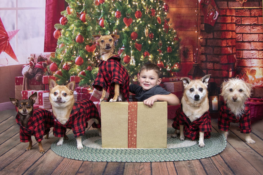 Taking the Best Christmas Pictures with Your Pet: Pro Tips