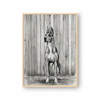 Charcoal Pet Portrait