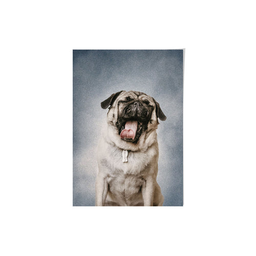 College Yearbook Style Pet Portrait