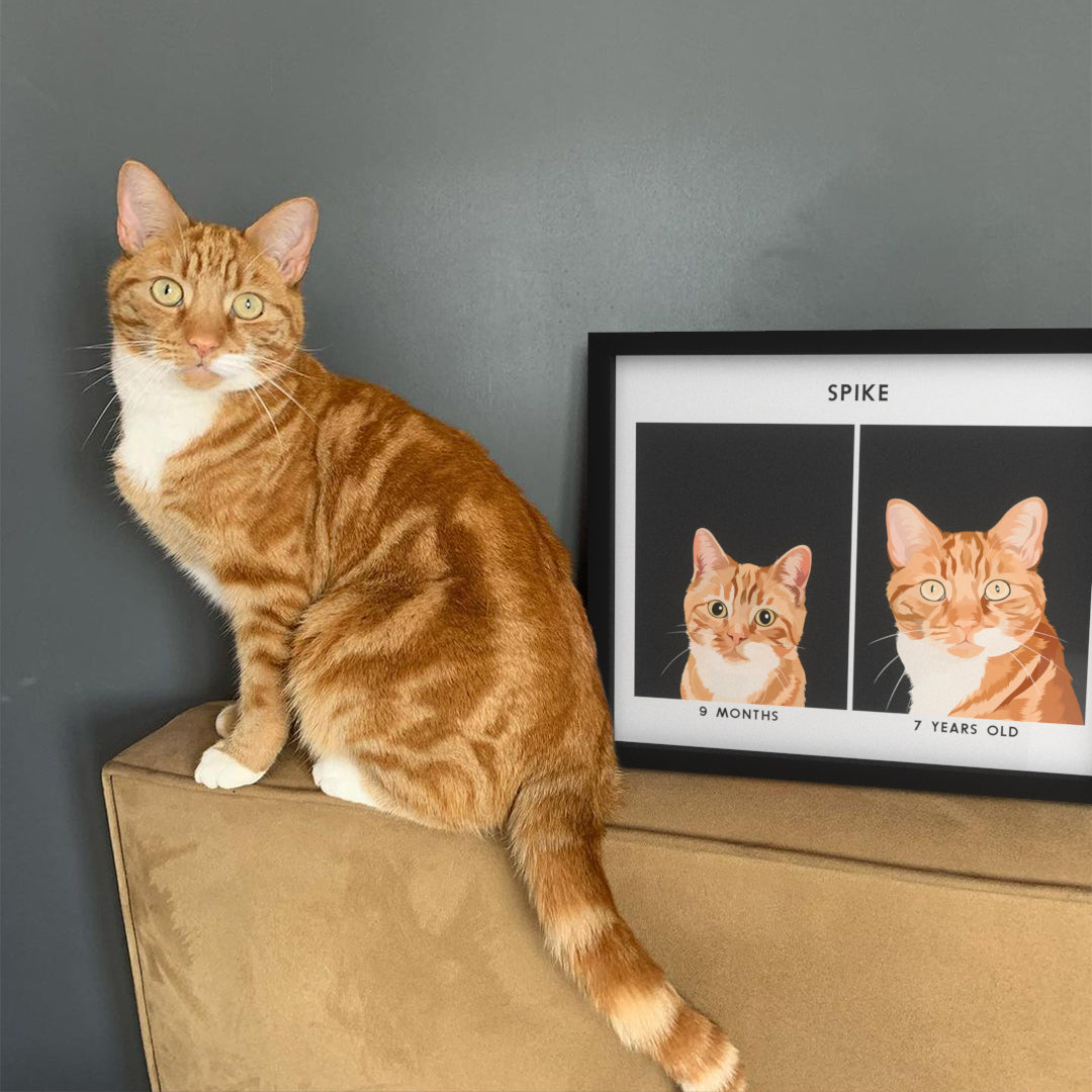 Kitten to Adult Cat Portrait