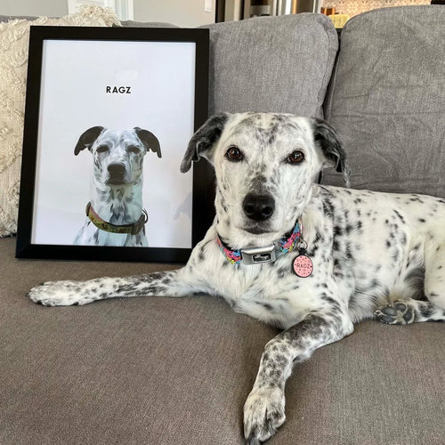 Modern Pet Portrait - One Pet